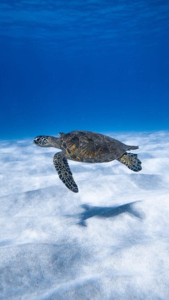 Turtle