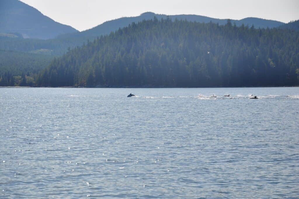 Water with dolphins