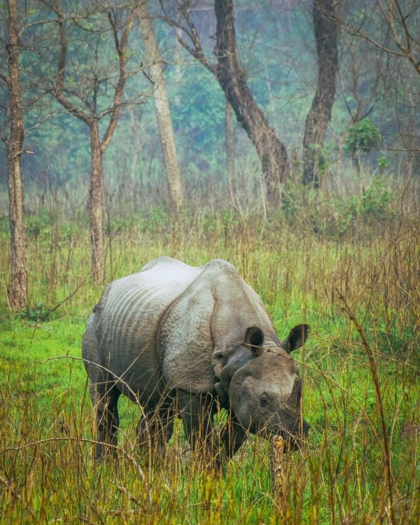 Javan rhino