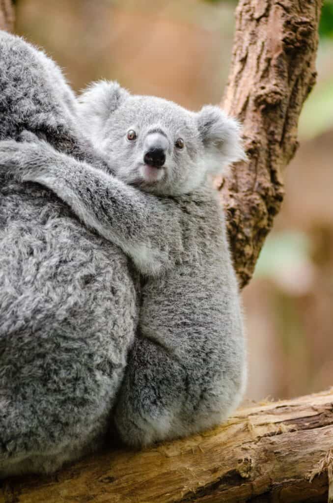 Koala