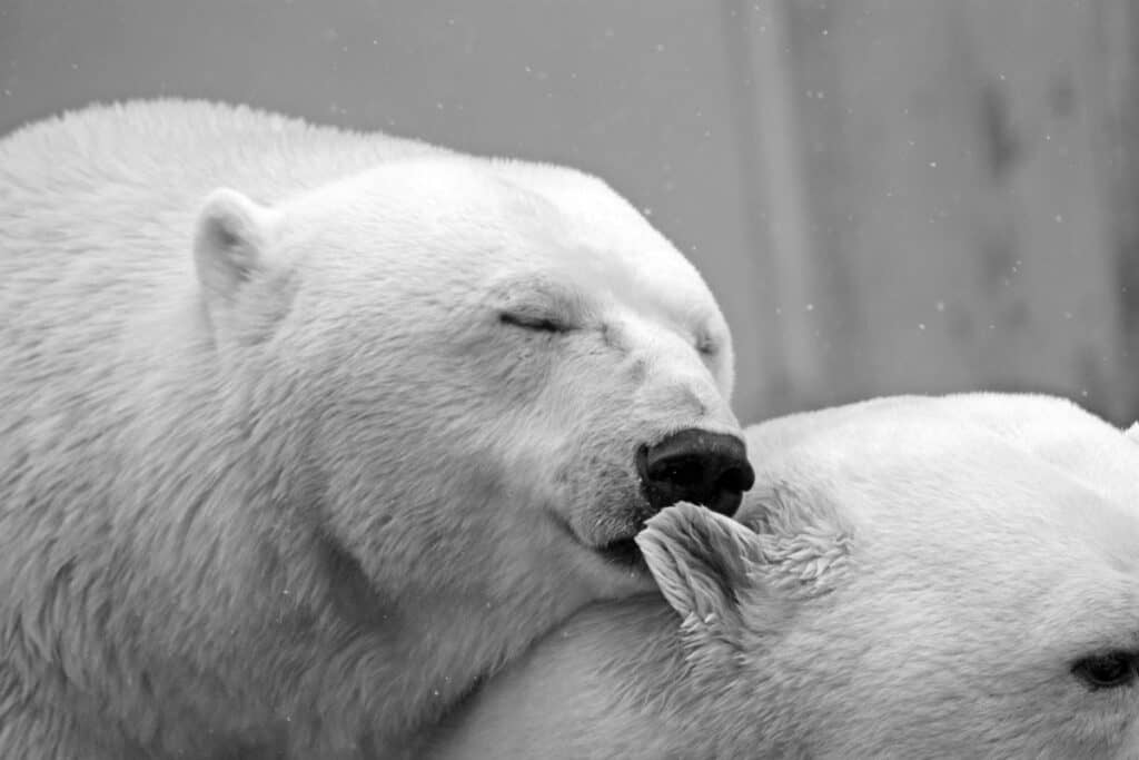 Polar bear