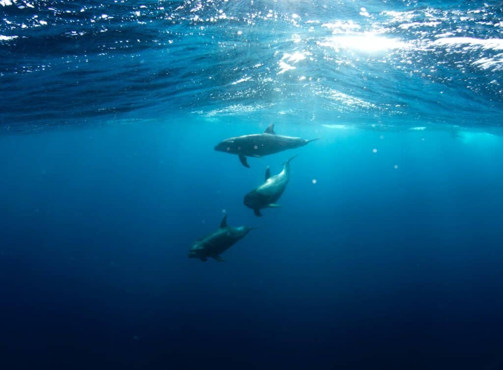 Water with sea creatures